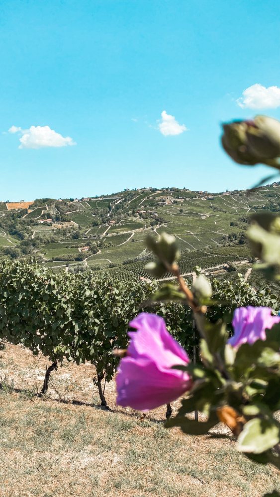 visitare le Langhe panorama sulle colline da Coazzolo