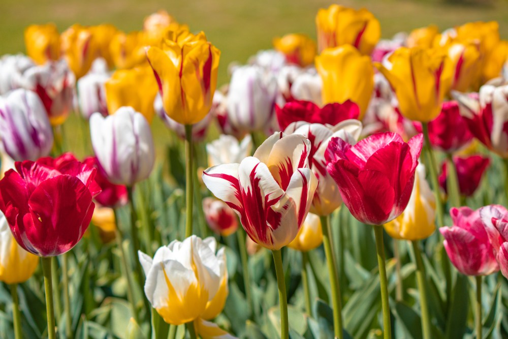 Visitare il Parco Sigurtà tulipani al Parco Sigurtà
