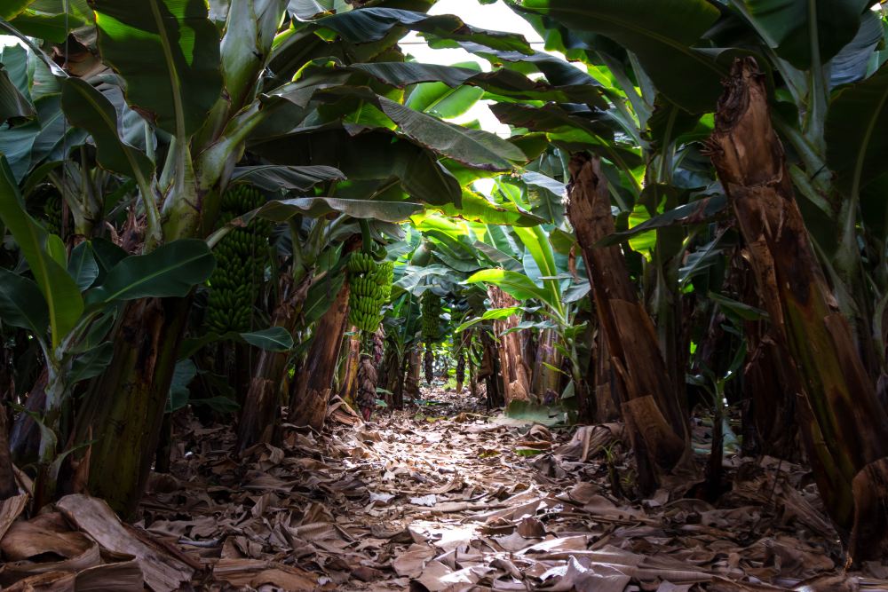Cosa fare a Tenerife piantagione di banane