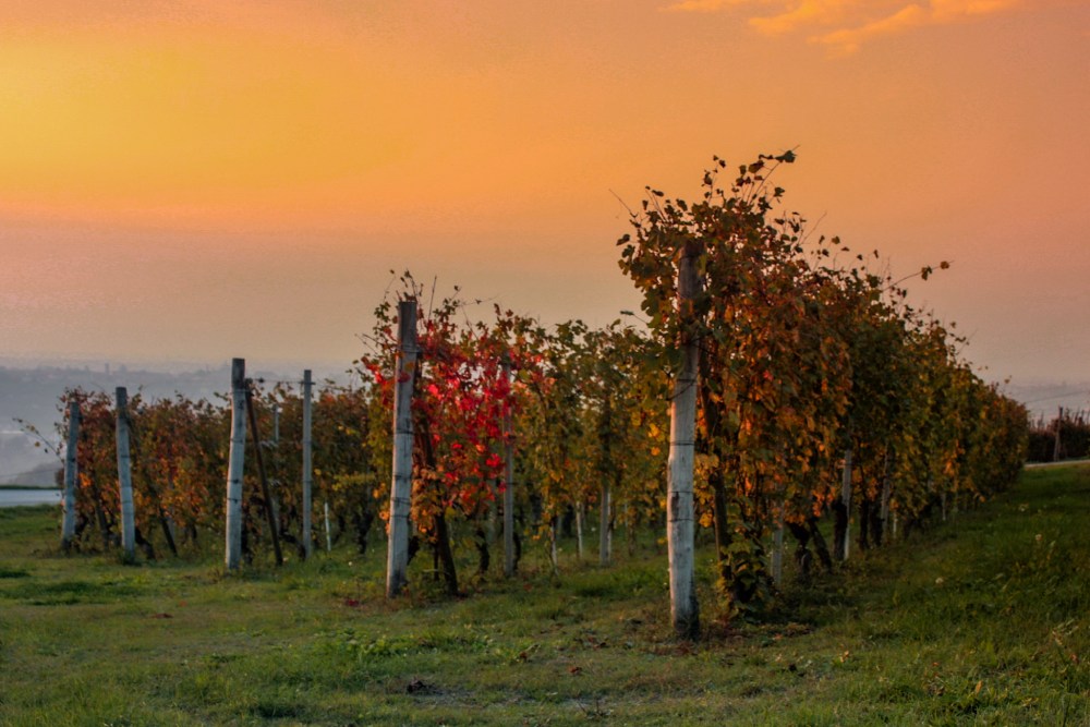 Weekend nelle Langhe in autunno filari di vite